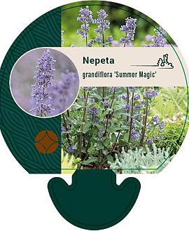Nepeta grandiflora 'Summer Magic' Pot 9 cm
