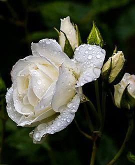 Rosa 'Schneewittchen' Pot 7,5 Liter stam 90 cm