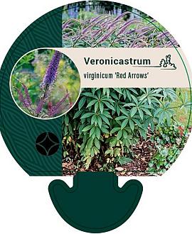 Veronicastrum virg. 'Red Arrows' Pot 9 cm