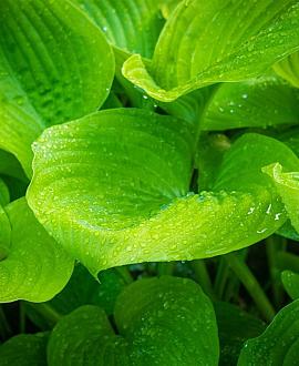 Hosta 'Sum and Substance' Pot 9 cm