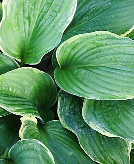 Hosta 'Undulata Albomarginata' Pot 9 cm