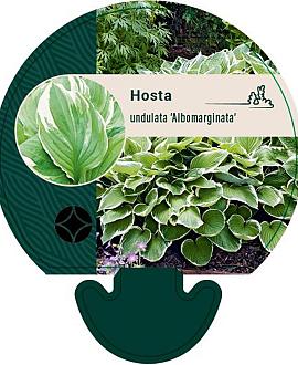 Hosta 'Undulata Albomarginata' Pot 9 cm
