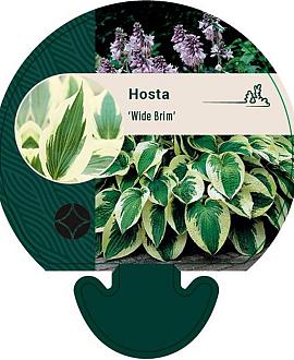 Hosta 'Wide Brim' Pot 9 cm