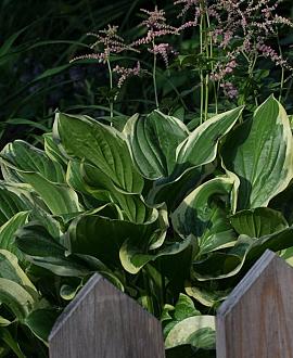 Hosta 'Wide Brim' Pot 9 cm