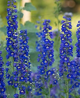 Delphinium (P) 'Blue Bird' Pot 9 cm
