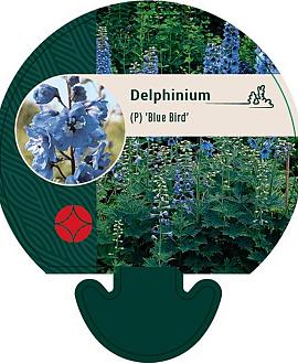 Delphinium (P) 'Blue Bird' Pot 9 cm