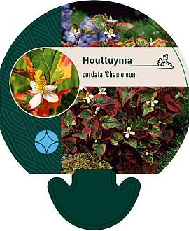 Houttuynia cordata 'Chameleon' Pot 9 cm
