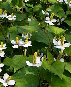 Houttuynia cordata 'Chameleon' Pot 9 cm