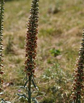 Digitalis ferruginea Pot 9 cm