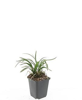 Liriope muscari 'Monroe White' Pot 9 cm