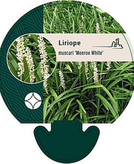 Liriope muscari 'Monroe White' Pot 9 cm
