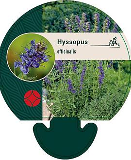 Hyssopus officinalis Pot 9 cm