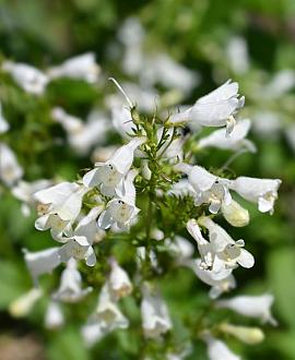 Penstemon 'White Bedder' Pot 9 cm