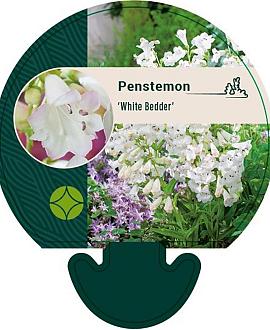 Penstemon 'White Bedder' Pot 9 cm
