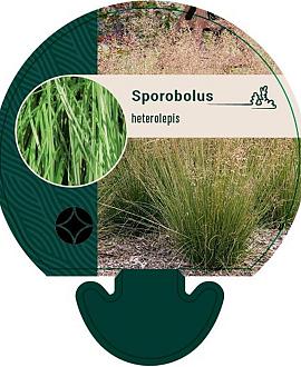 Sporobolus heterolepis Pot 9 cm