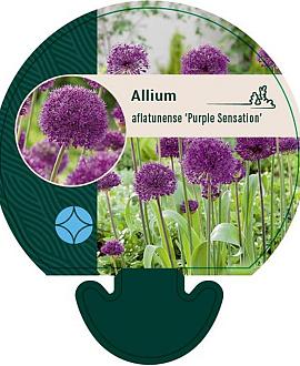 Allium afl. 'Purple Sensation' Pot 9 cm