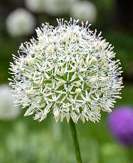 Allium stipitatum 'Mount Everest' Pot 11 cm