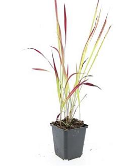 Imperata cylindrica 'Red Baron' Pot 9 cm