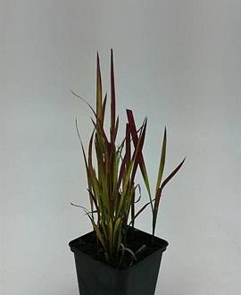 Imperata cylindrica 'Red Baron' Pot 9 cm