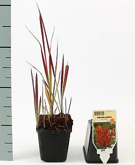 Imperata cylindrica 'Red Baron' Pot 9 cm