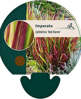 Imperata cylindrica 'Red Baron' Pot 9 cm