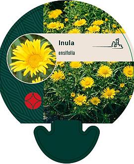 Inula ensifolia Pot 9 cm