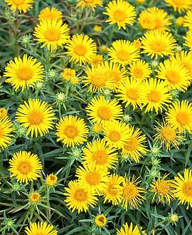 Inula ensifolia Pot 9 cm