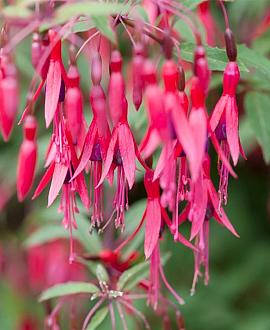 Fuchsia magellanica gracilis Pot 9 cm