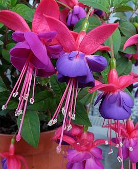 Fuchsia 'Tom Thumb' Pot 9 cm