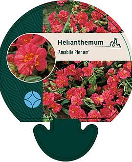 Helianthemum 'Amabile Plenum' Pot 9 cm