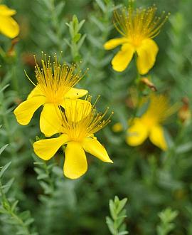 Hypericum olympicum Pot 9 cm