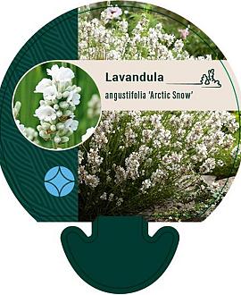 Lavandula ang. 'Arctic Snow' Pot 9 cm