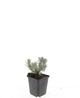 Lavandula ang. 'Arctic Snow' Pot 9 cm