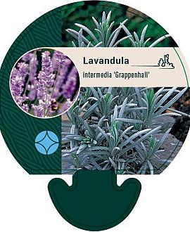 Lavandula int. 'Grappenhall' Pot 9 cm