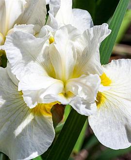 Iris sanguinea 'Snow Queen' Pot 9 cm