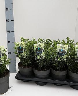 Euonymus jap. 'Microphyl. Albovar.' Pot 7,5 Liter 