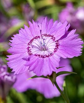 Dianthus amurensis Pot 9 cm