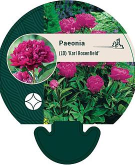Paeonia (LD) 'Karl Rosenfield' Pot 11 cm