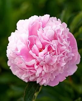 Paeonia (LD) 'Sarah Bernhardt' Pot 11 cm