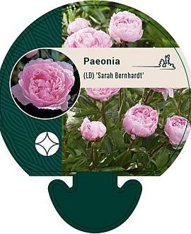 Paeonia (LD) 'Sarah Bernhardt' Pot 11 cm
