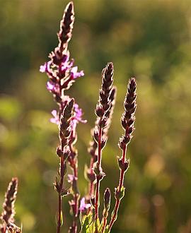 Verbena hastata 'Rosea' Pot 9 cm