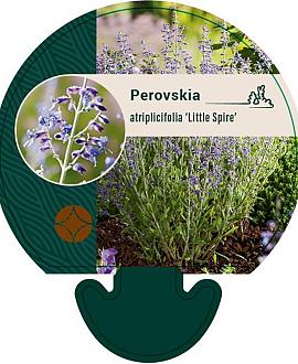 Perovskia atripl. 'Little Spire' Pot 9 cm