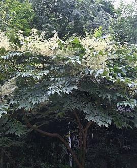 Aralia elata Pot 50 Liter 80 - 100 cm