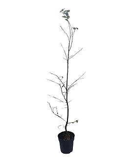 Carpinus betulus 100 - 125 cm