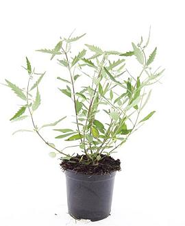 Caryopteris cland. 'Heavenly Blue' Pot 1,5 liter