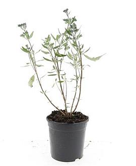Caryopteris cland. 'Heavenly Blue' Pot 1,5 liter