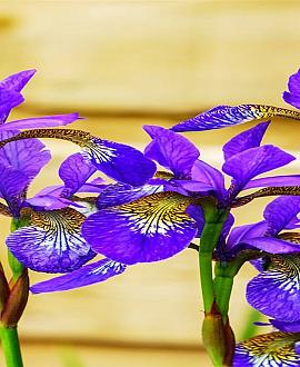 Iris sibirica Pot 9 cm