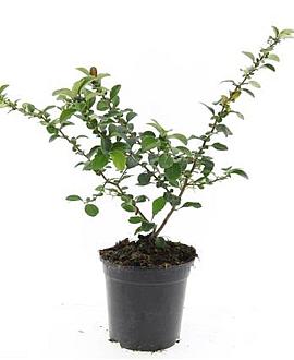 Chaenomeles j. 'Sargentii' Pot 1,5 liter