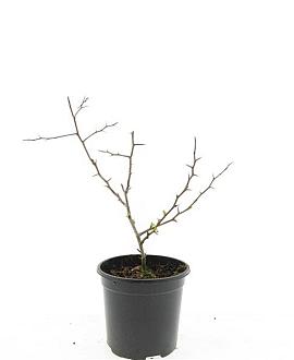 Chaenomeles sup. 'Crimson and Gold' Pot 1,5 liter