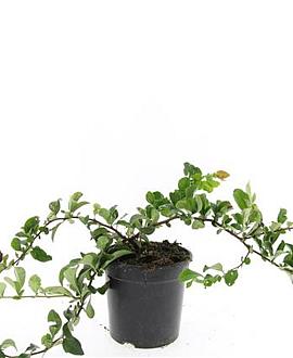 Chaenomeles sup. Pink Trail Pot 1,5 liter